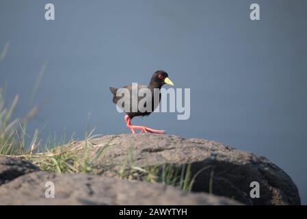 Black American Ruß Vogel auf einem riesigen Felsen mit thront Ein unscharfer Hintergrund Stockfoto