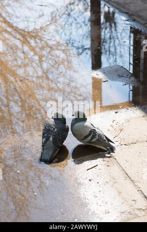 Vertikale Aufnahme von zwei niedlichen Tauben auf dem Boden stehen In der Nähe des Regenwassers Stockfoto