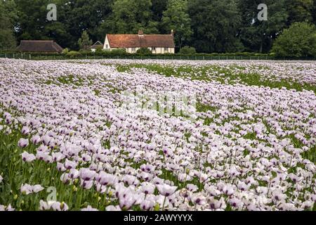 Schönes Feld von rosa Mohnblumen Oxfordshire, Großbritannien und ein Bauernhaus im Hintergrund Stockfoto