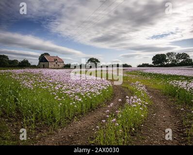 Schönes Feld von rosa Mohnblumen Oxfordshire, Großbritannien und ein Bauernhaus im Hintergrund Stockfoto