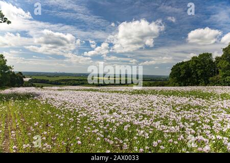 Schönes Feld von rosa Mohnblumen unter dem bewölkten Himmel in Oxfordshire, Großbritannien Stockfoto