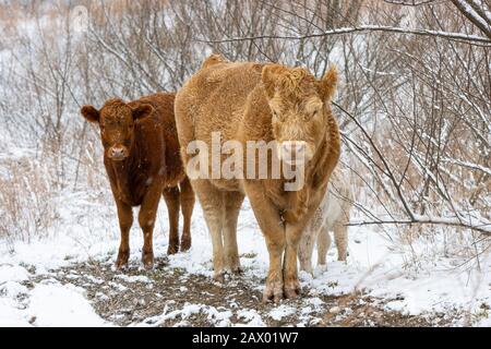 Kühe werden im Winter in Zentral Appalachia, USA, gezüchtet. Stockfoto