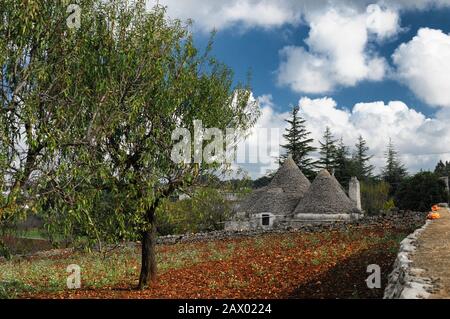 Olivenbäume und Trullo in der Nähe von Alberobello, Italien. Traditionelle historische Häuser in Süditalien Stockfoto