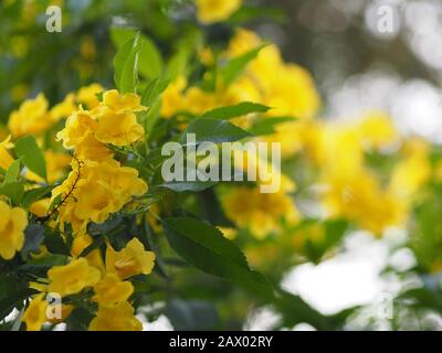 Gelber Ältester, Trumpetbush, Trumpetflower, Name der Trompeterblüte wissenschaftlicher Name Tecoma stans Blooming in Garden on Blurred of Nature background Stockfoto