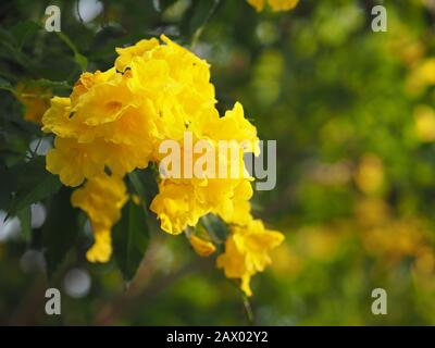 Gelber Ältester, Trumpetbush, Trumpetflower, Name der Trompeterblüte wissenschaftlicher Name Tecoma stans Blooming in Garden on Blurred of Nature background Stockfoto