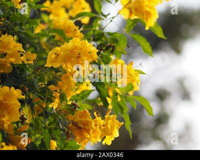 Gelber Ältester, Trumpetbush, Trumpetflower, Name der Trompeterblüte wissenschaftlicher Name Tecoma stans Blooming in Garden on Blurred of Nature background Stockfoto