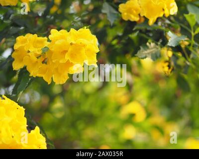 Gelber Ältester, Trumpetbush, Trumpetflower, Name der Trompeterblüte wissenschaftlicher Name Tecoma stans Blooming in Garden on Blurred of Nature background Stockfoto