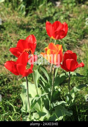 Blühende und bunte rote Tulpen (Tulipa L) im Stadtgarten. Frühling und warme Landschaft mit blühenden Blumen im Licht der Sonne Stockfoto