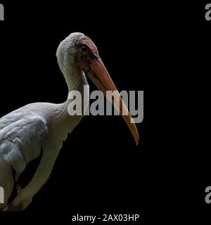 Milchstork-Porträt auf schwarzem Hintergrund Stockfoto