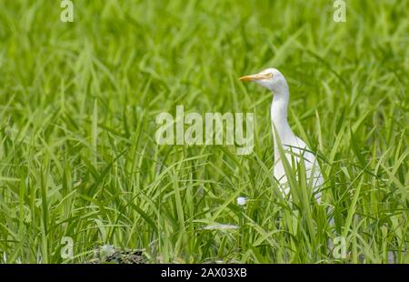 Das Rinderegret (Bubulcus Ibis) ist eine kosmopolitische Reiherart (Familie Ardeidias), die in den Tropen, Subtropen und warm-gemäßigten Zonen vorkommt. Stockfoto