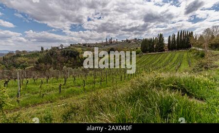 Typische toskanische Landschaft mit San Gimignano im Hintergrund und einem Weinberg im Vordergrund in der Nähe von Florenz, Toskana, Italien Stockfoto