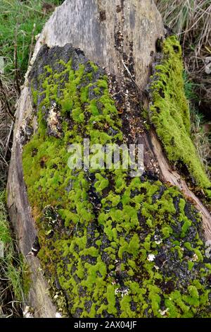 Toter Baumstamm bedeckt mit Moos, Algen, Flechten, Wollaton Park, Nottingham, England, Großbritannien Stockfoto