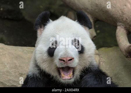 Großer Panda Bärenmund Offenes Nahaufnahme-Porträt Stockfoto