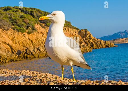 Weniger schwarze Möwe, Larus fuscus sitzt am steinigen Strand Stockfoto