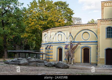 Berlin, Deutschland- 7. Oktober 2019: Zoologischer Garten Berlin, Giraffen gesichtet Stockfoto