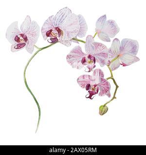 Schöne Orchidee blüht Zweig Aquarell Hand gezeichnet Vektorgrafiken Stock Vektor