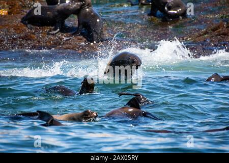 Ein Cape Fur Seal, das auf Seal Island in der False Bay, Südafrika, aus dem Wasser springt Stockfoto