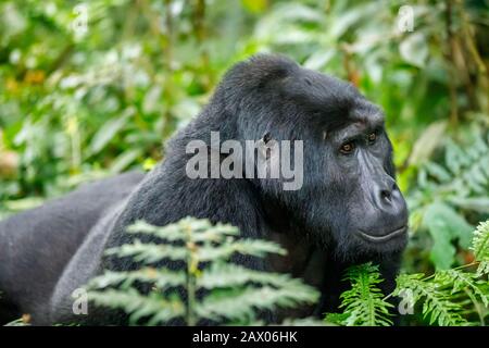Berggorilla der Habinyanja-Gruppe (Gorilla beringei beringei), männlich, im Undurchdringlichen Bwindi Forest, Bwindi Undurchdringlicher Nationalpark, in Uganda Stockfoto
