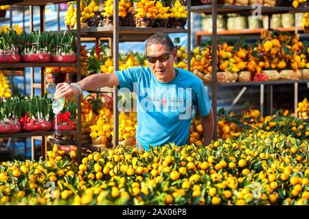 Stallverkäufer, der seine Mandarinen-Orangenpflanzen auf dem Victoria Park Lunar New Year Market in Hongkong gießt Stockfoto