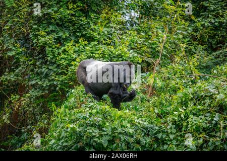 Der Berggorilla der Habinyanja-Gruppe (Gorilla beringei beringei) im Undurchdringlichen Bwindi-Wald frisst in einem Baum im Südwesten von Uganda Stockfoto