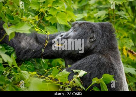 Nahaufnahme eines männlichen Berggorillas der Silber-Habinyanja-Gruppe (Gorilla beringei eingei), der im Undurchdringlichen Wald von Bwindi, SW Uganda, isst Stockfoto