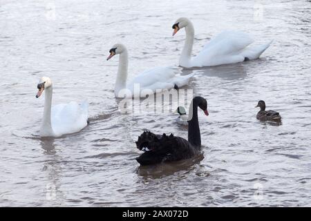 Schwarzer Schwan (Cygnus atratus) an einem Fluss in Großbritannien, 2020 Stockfoto