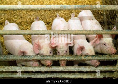 Österreich, Ferkel im Stall der Futterpflanze Stockfoto