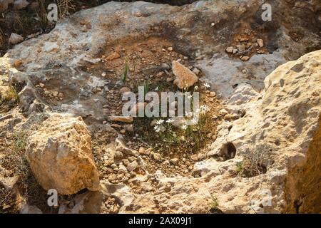 Winzige weiße Blumen wachsen auf einem Felsen Stockfoto