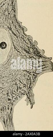 Ein Textbuch der Physiologie für Medizinstudenten und Ärzte. A-n w Abb. 61.-Golgi-Zelle (zweiter Typ).Das Axon, A, teilt sich in eine Reihe von Ast.-(Von Obersteiner, nachAndriezen.) Abb. 62. -Normale vordere Hornzelle (Warrington), die die Nissl Granulate in Thekell und Dendriten zeigt: A, Der Axon.-Typ. Aber innerhalb der Nervenachse wird der Großteil der Leitung von Fromneuron zu Neuron, entlang sensorischer wie motorischer Wege, mit Hilfe solcher Strukturen madewith, die Dendriten sind das empfängniserregendliche Sinnesorgan und das Axon des motorischen Apparates. Die Golgi-Zellen des zweiten Typs (Abb. 61) sind rela Stockfoto