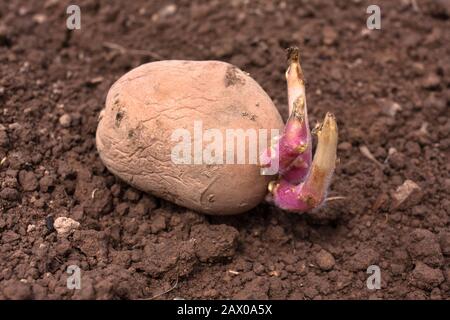 Keimende Kartoffel vor der Bepflanzung im Gemüsegarten Stockfoto