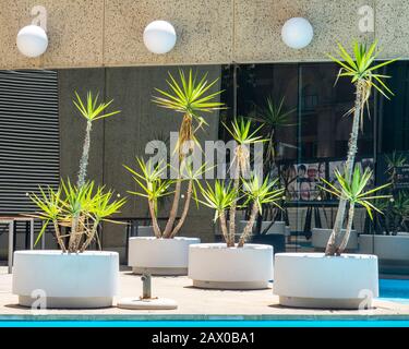 Topfpflanzen auf dem Vorplatz der Western Australia State Library Perth Australia. Stockfoto