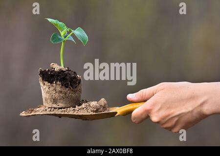 Gurken in der Hand der Frau einsickern Stockfoto