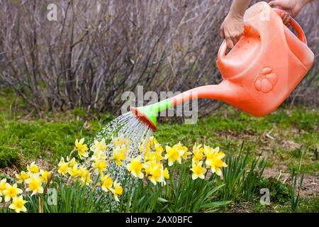 Bewässerung von Narzissen im Garten mit Gießkanne Stockfoto