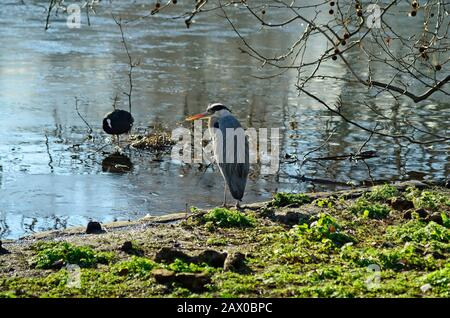 Großbritannien, London, grauer Reiher im St. James Park Stockfoto