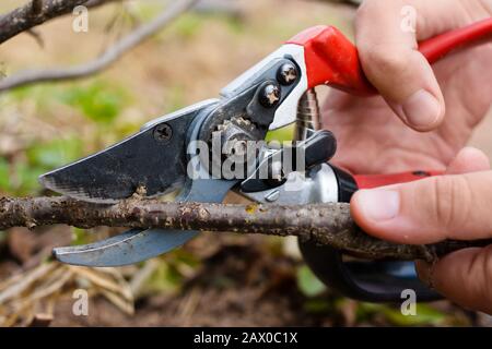 Der Garten Gartenschere in der Hand der Frauen Stockfoto