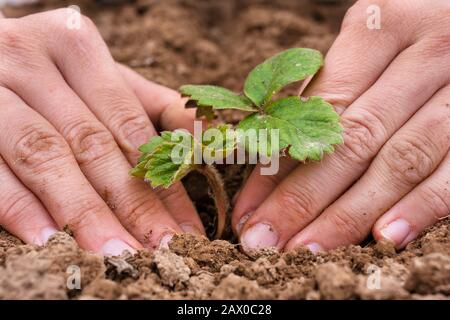 Frauenhände, die Erdbeerseedling Pflanzen Stockfoto