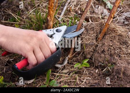 Der Garten Gartenschere in der Hand der Frauen Stockfoto