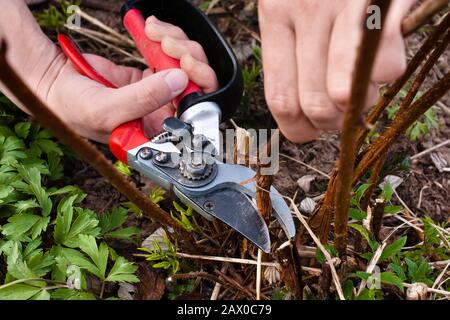 Der Garten Gartenschere in der Hand der Frauen Stockfoto