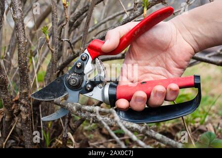 Der Garten Gartenschere in der Hand der Frauen Stockfoto