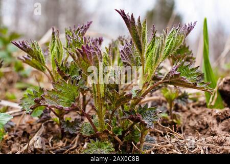 Junge Brennnessel ( Urtica dioica ) im Garten Stockfoto