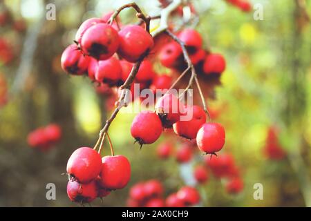 Rote Beeren auf einem Weißdornbaum Stockfoto