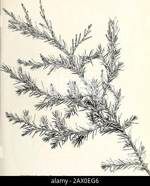 Die Zypress- und Wacholderbäume der Rocky Mountain Region. Juniperus FLACCIDA: HÄNGENDE BRANCHLETS VON BÄUMEN IN GESCHÜTZTEN SlTES.A, weibliche Blumen (im Herbst). Bui. 207, U. S. Abteilung für Agrarplate XXV.. JUNIPERUS FLACCIDA: PRIMÄRES BLATTWERK AUS SÄMLING (CA. 6 JAHRE ALT) PLATTE XXV Stockfoto