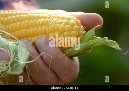 Ernte bereit ausgepackten Maiskolben in Farmer's Hände closeup Stockfoto