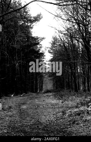 Forest of Dean Picture von Antony Thompson - Thousand Word Media, NO SALES, NO SYNDICATION. Kontakt für weitere Informationen Mob: 07775556610 Web: www.thousandwordmedia.com E-Mail: antony@thousandwordmedia.com Das fotografische Urheberrecht (© 2020) wird ausschließlich vom Ersteller der Werke zu jeder Zeit und zu jedem Verkauf beibehalten, Die Syndizierung oder das Angebot der Arbeiten für die zukünftige Veröffentlichung an Dritte ohne Wissen oder Zustimmung des Fotografen verstößt gegen das Urheberrechtsgesetz 1988 (Teil 1, Abschnitt 4, 2b). Bitte wenden Sie sich an den Fotografen, wenn Sie Fragen zum u haben Stockfoto