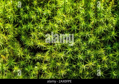 Gemeines Haircap Moos auf Kinder Scout im Peak District Stockfoto
