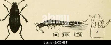 Insektenschädlinge von Hof, Garten und Obstgarten . Abb. 9.-Lebia gran-dis. (Nach Riley.). Fk;. 10.-Der trübe Bodenkäfer {Harp&lt;ilu!&lt; Caliginosus): Erwachsene links;a, Larve; b, Kopf von same; f, Unterkiefer, (.fter Riley.) große Anzahl von Curculio-Larva, die er vom Installateur sichert, nachdem sie auf die Erde gefallen sind. Von einem Blick auf die formbaren Backen, Abb. 10, b-c, es ist leicht, das Schicksal vieler acurculio grub zu vermuten. Wohltuende INSEKTEN, PRÄDACEOUS UND PARASITISCH 17 So finden sich hier wieder einige Wanzen, die Freunde und keine Feinde sind, die allen Schutz würdig sind, den man ihnen gewähren kann, a Stockfoto