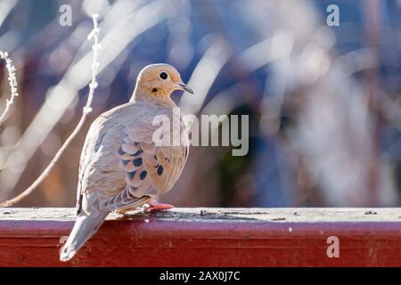 Nahaufnahme der Trauertaube (Zenaida macroura) auf einem Holzbalkon, San Francisco Bay Area, Kalifornien Stockfoto