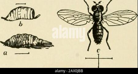 Insektenschädlinge von Hof, Garten und Obstgarten . - Minuten. Wenn die Larve bereit ist, sich an einem Blatt zu pupateit, und die Larvenhaut trocknet aus und formsa Hülle oder Puparium, in dem die Puppe bleibt, bis sie sich zur Adultfliege verwandelt. Obwohl sich die meisten dieser Larven von Pflanzenläusen auf Theläven ernähren, lebt einer von ihnen, die Wurzelluse Syrphus-Fliege {Pipiza-Radikane) während dieses Stadiums völlig unterirdisch und ernährt sich von. Abb. 7.-Die Wurzelluse syrphus-fly {Pipiza Radikane). A, Maggot; h, Puparium; r, Fliege. (Nach Riley.) die Wurzellice des apfels und der Traube. Keine dieser familiäre Injektor Stockfoto