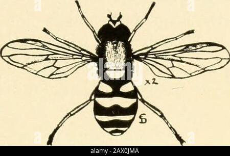 Insektenschädlinge von Hof, Garten und Obstgarten . Vorteilhafte INSEKTEN, PRÄDACEOUS UND PARASITISCH sind Syrphus-Fliegen neben den oben beschriebenen kleinen Käfern gibt es eine Familie von Fliegen, die Syrphidoe, von denen sich viele von ihnen an Pflanzenliee ernähren. Diese Familie ist eine sehr große Familie, und so unterscheiden sich die Gewohnheiten der verschiedenen Mitglieder erheblich. Einer von ihnen, TH(^ Drohnenfliege, ähnelt so stark einer Honigbiene, als dass sie fast unsterblich ist. Die Larve dieser Fliege (Enristalls tenax) ist eine der häufigsten Rattenschwanz, die in Putridmatter gefunden wird. Es wird angenommen, dass der alte Bugonien-Aberglaube von t- Stockfoto