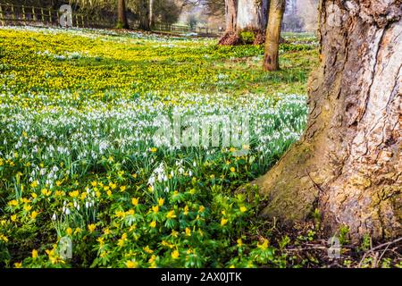 Schneefälle und Winteraconite im Welford Park in Berkshire. Stockfoto